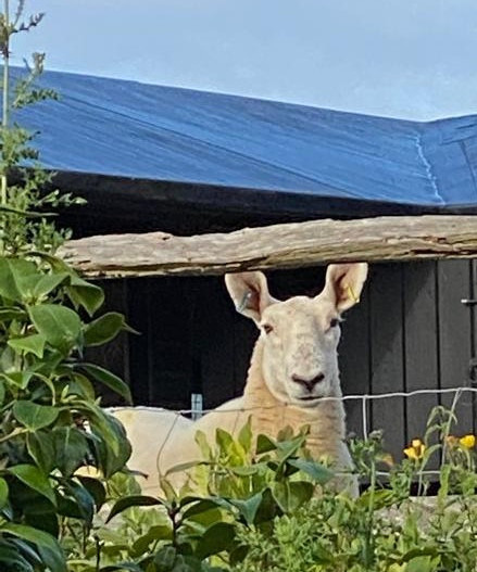 Our Friendly Sheep